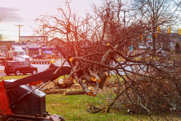 How Our Tree Care Process Works  in  Jamul, CA