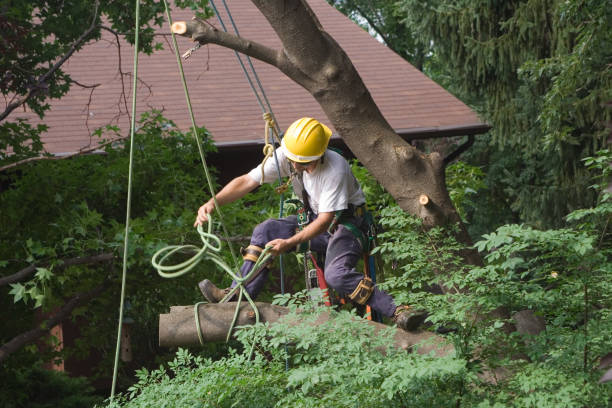Best Commercial Tree Services  in Jamul, CA