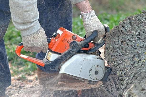 Best Palm Tree Trimming  in Jamul, CA