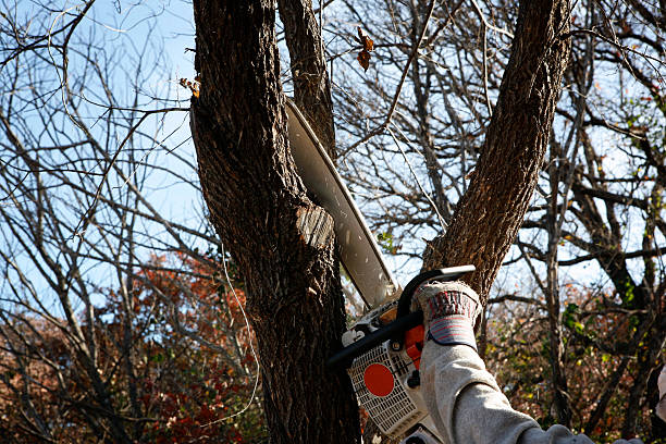 Best Tree Preservation Services  in Jamul, CA
