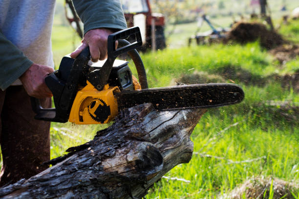 Best Lawn Pest Prevention  in Jamul, CA