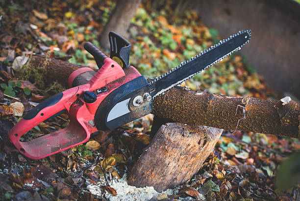 Best Lot and Land Clearing  in Jamul, CA