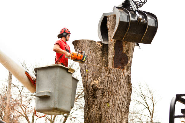 Jamul, CA Tree Care Company